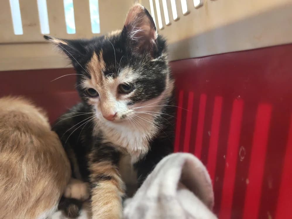 MIETTE ( DUO avec LOUKOUM)PAB29051, female Mixed Breed for adoption at SPA Plaisir, Plaisir