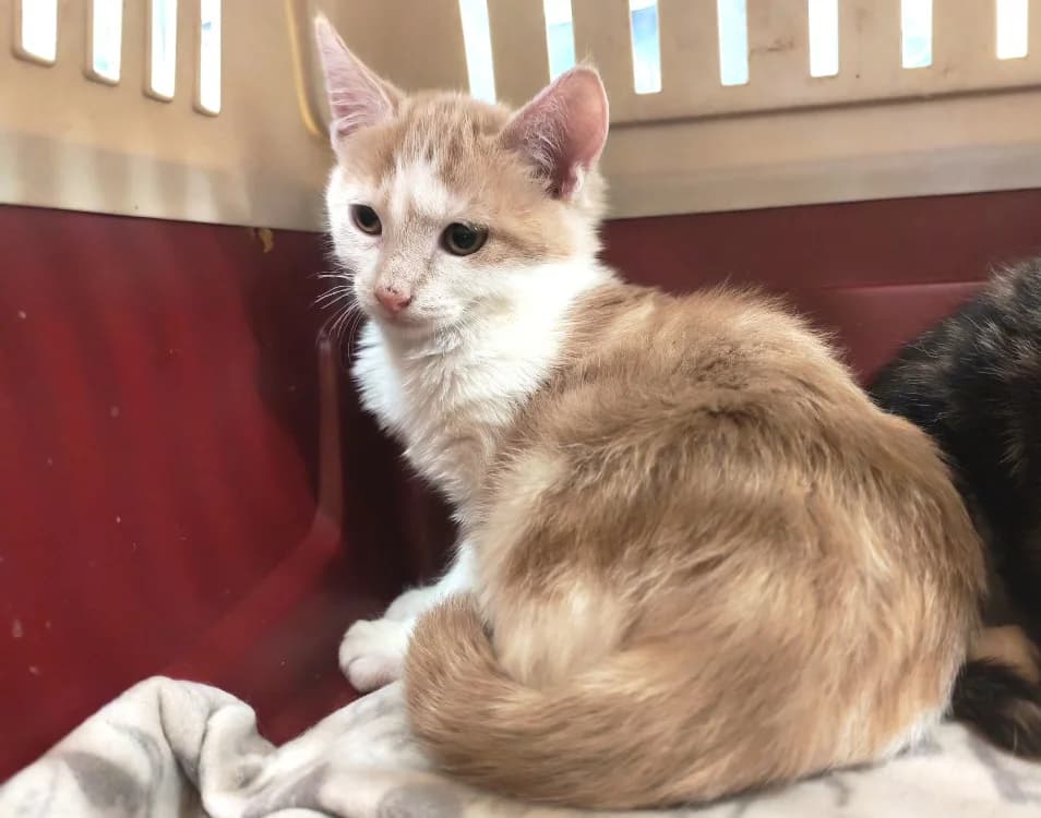 LOUKOUM ( Duo avec MIETTE)PAB29053, male Mixed Breed for adoption at SPA Plaisir, Plaisir