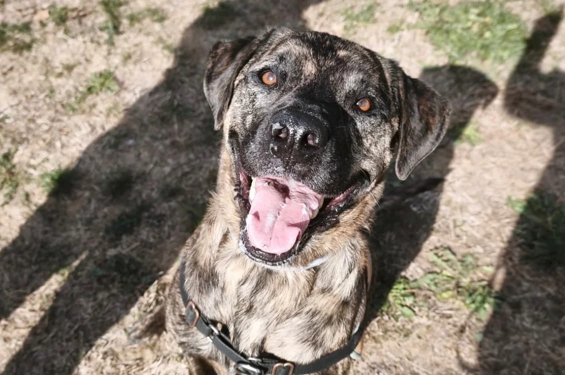 Shiro, male 5yo mixed breed for adoption at SPA Plaisir, Plaisir