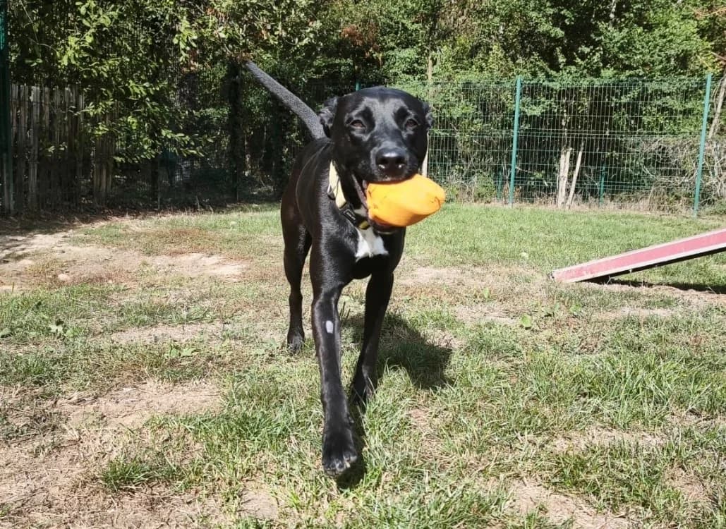 EVY, female young Mixed Breed for adoption at SPA Plaisir, Plaisir