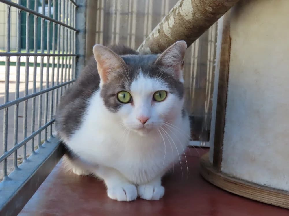 GIVRALI, female young Mixed Breed for adoption at SPA Plaisir, Plaisir