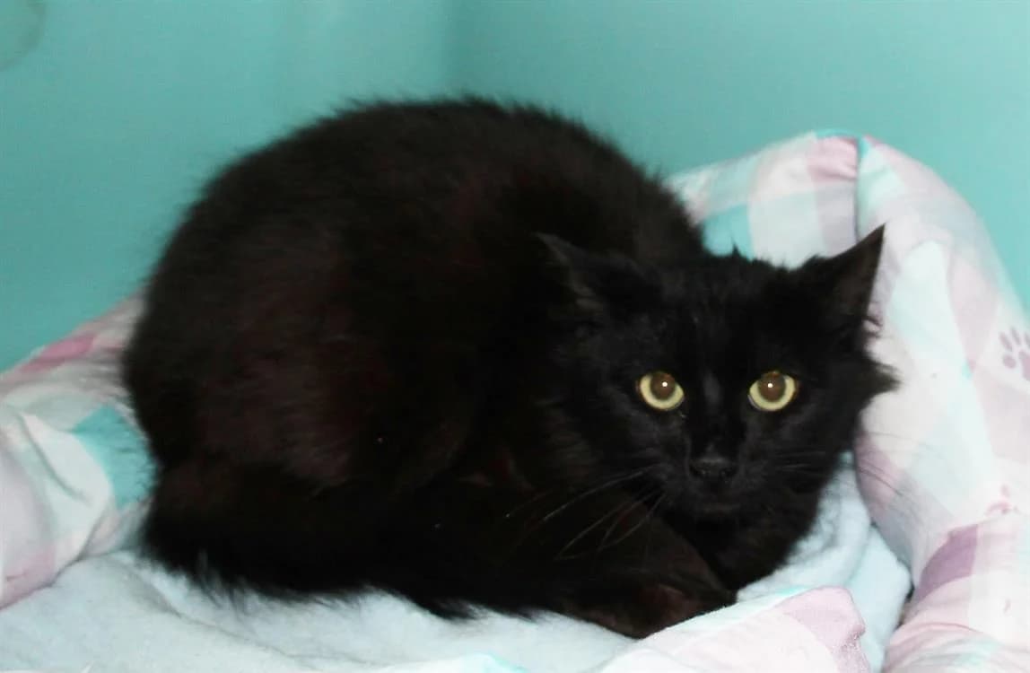 THOR, male senior Mixed Breed for adoption at SPA Plaisir, Plaisir