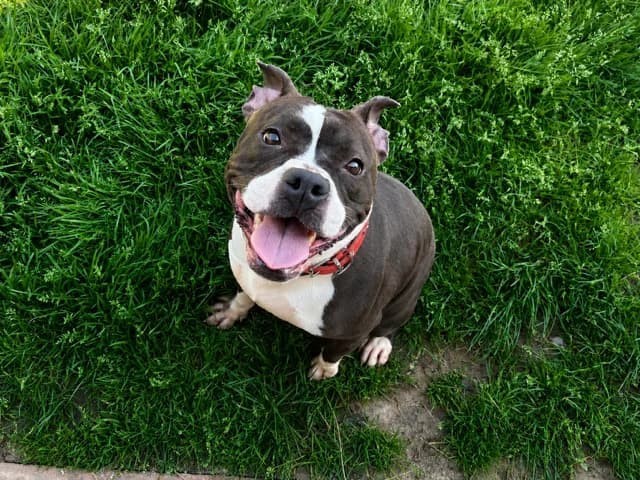 VIVI, female young American Staffordshire Terrier for adoption at SPA Plaisir, Plaisir