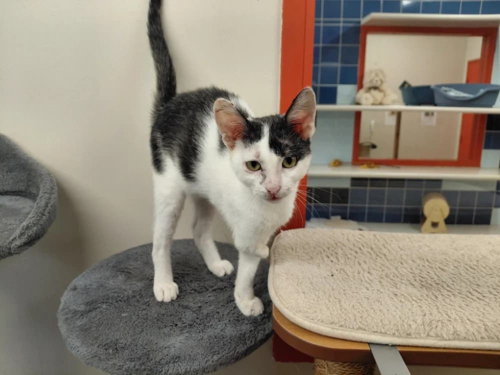 SHAYANMEHR, male Mixed Breed for adoption at SPA Plaisir, Plaisir