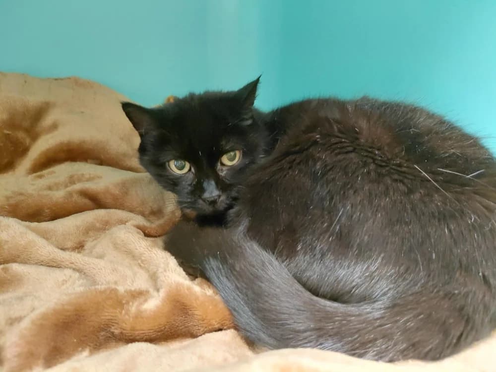 HERINE, female senior Mixed Breed for adoption at SPA Plaisir, Plaisir