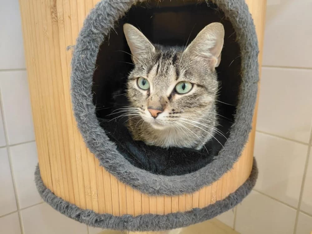 PAB29984 Fifty, female 3yo Mixed Breed for adoption at SPA Plaisir, Plaisir