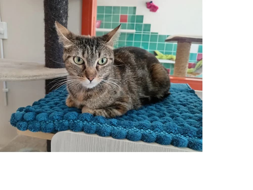 MERIDA, female Mixed Breed for adoption at SPA Plaisir, Plaisir