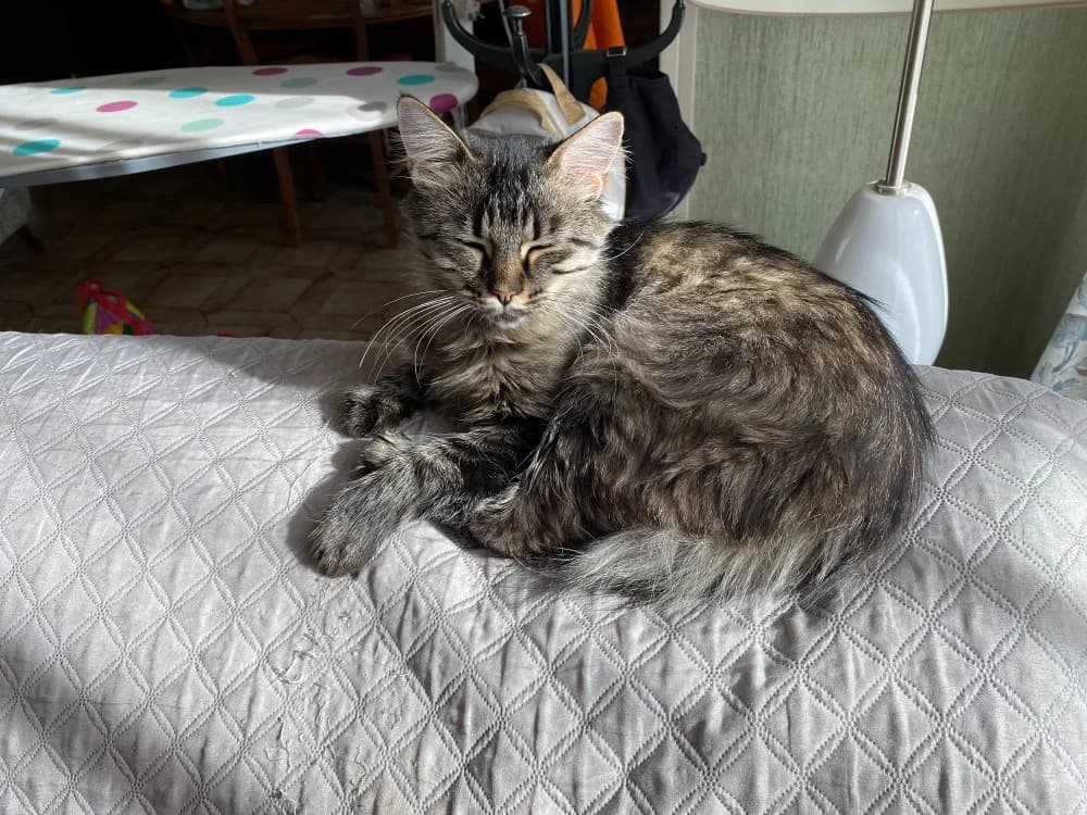 BELLA, female young Mixed Breed for adoption at SPA Plaisir, Plaisir