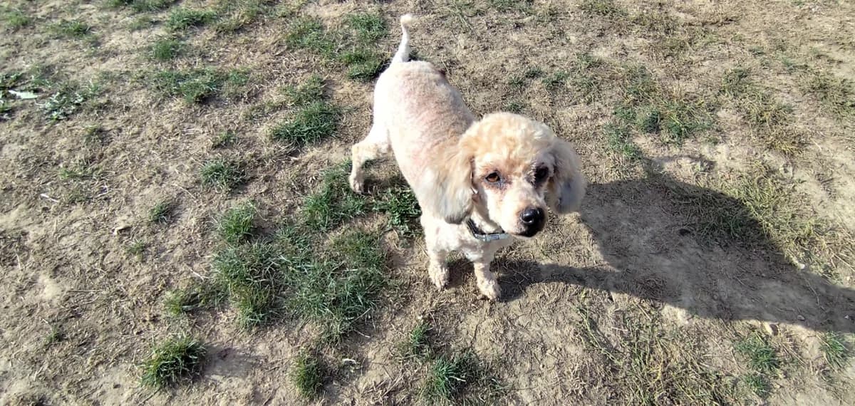 Regina dit margarita, female senior Poodle for adoption at SPA Plaisir, Plaisir