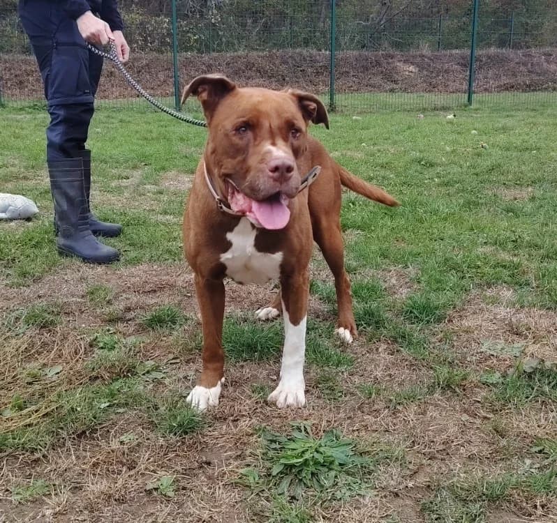 EDISON, male senior Mixed Breed for adoption at SPA Plaisir, Plaisir