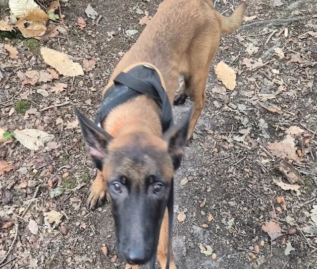 Fuego, male puppy Belgian Malinois for adoption at SPA Plaisir, Plaisir