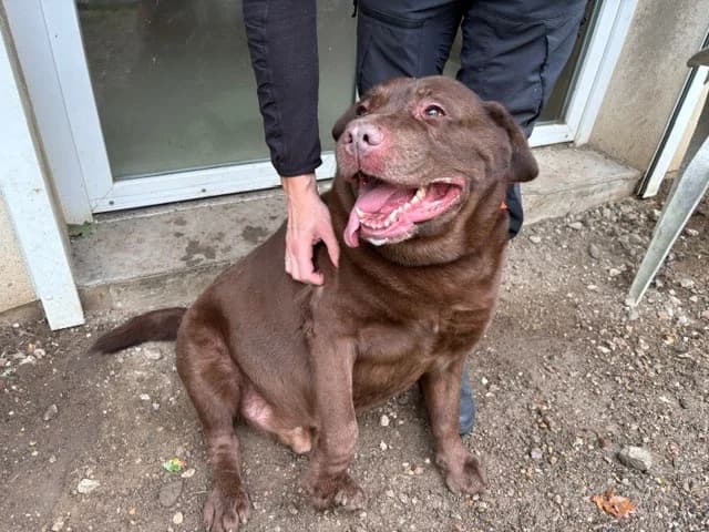 KOKOU, male senior Labrador Retriever for adoption at SPA Plaisir, Plaisir