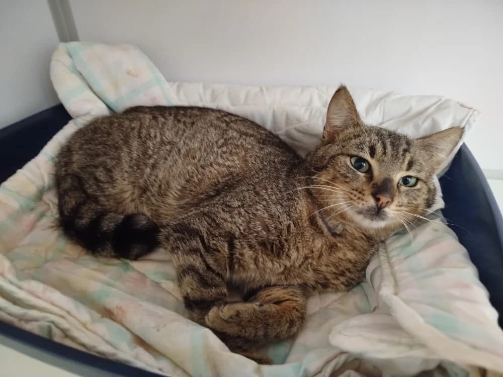 Blossom, male senior Mixed Breed for adoption at SPA Plouhinec, Plouhinec