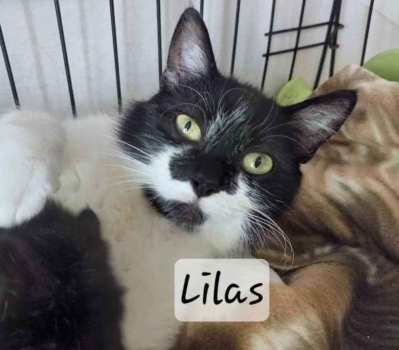 Lilas, female young mixed breed for adoption at SPA Plouhinec, Plouhinec