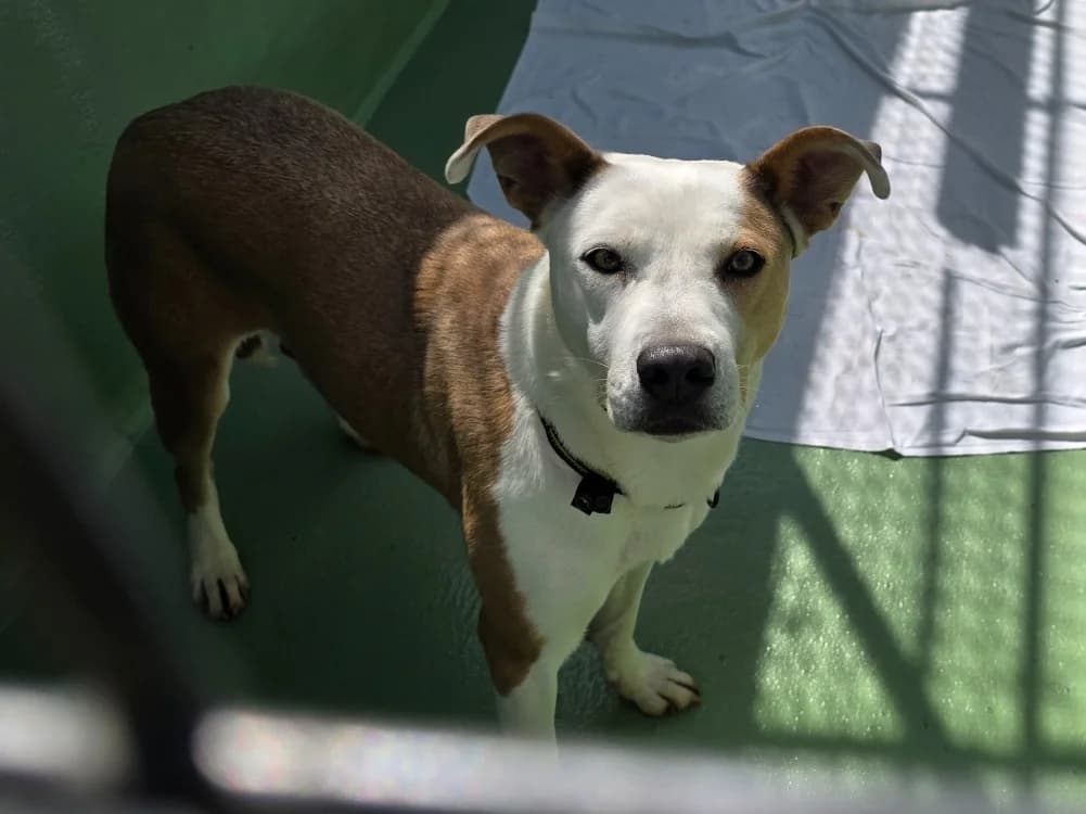 Baika, female young mixed breed for adoption at SPA Plouhinec, Plouhinec