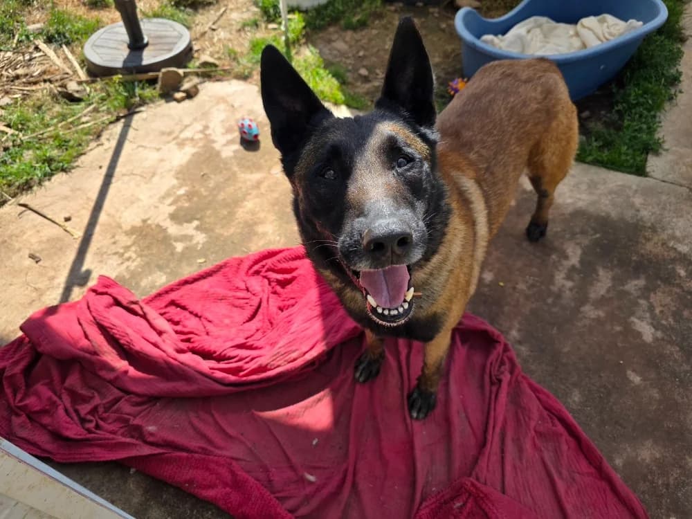 P'Indiana, male 7yo Belgian Malinois for adoption at SPA Plouhinec, Plouhinec