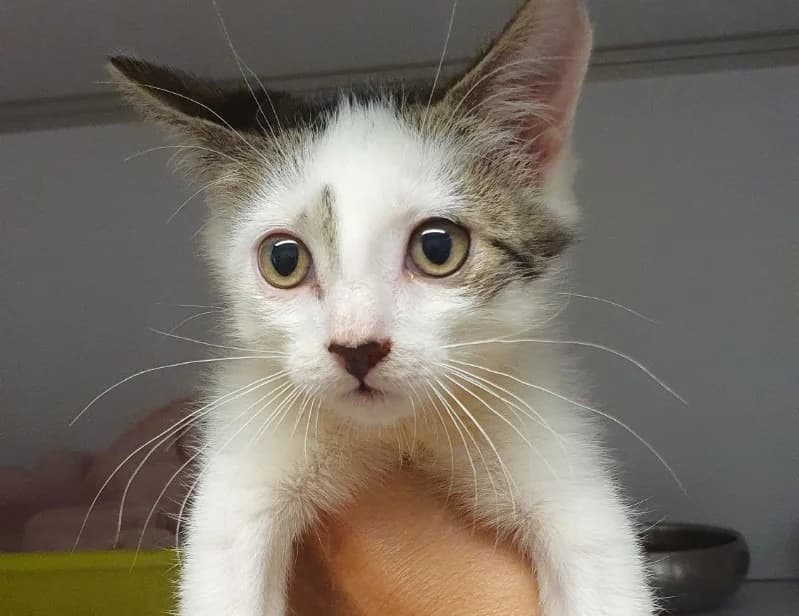 Moka, male Mixed Breed for adoption at SPA Plouhinec, Plouhinec