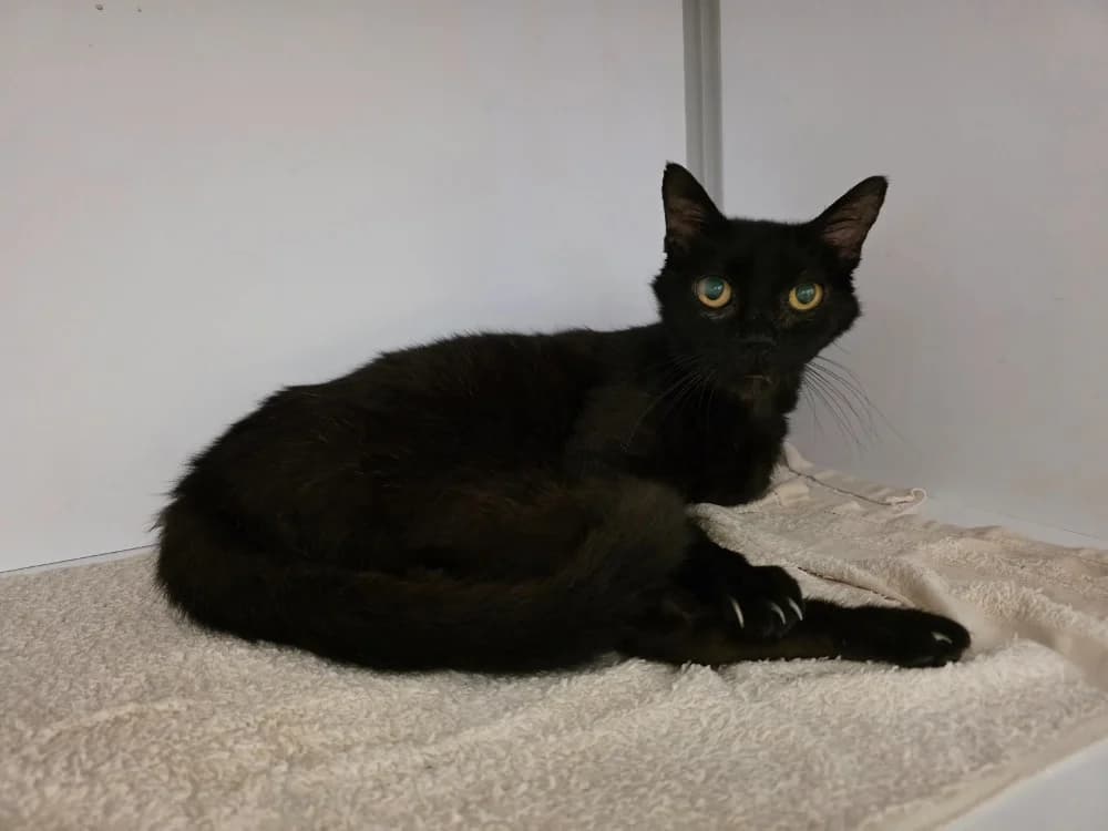 Lilou, female 7yo mixed breed for adoption at SPA Plouhinec, Plouhinec
