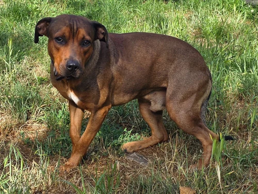 King, male young mixed breed for adoption at SPA Plouhinec, Plouhinec