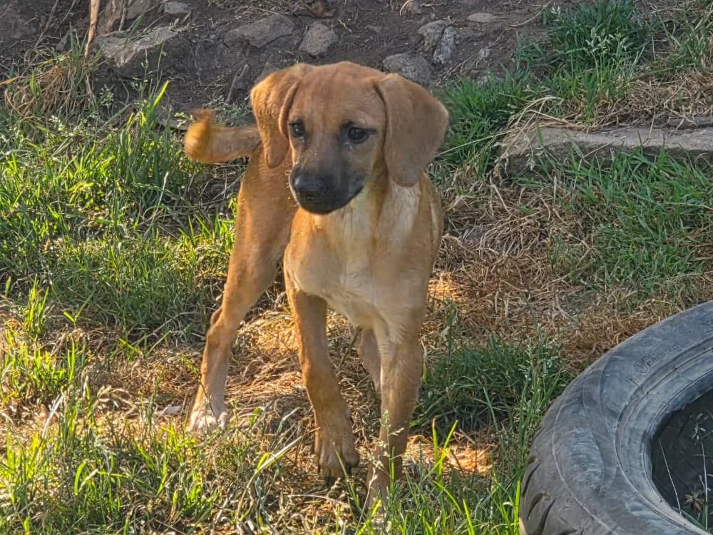 Pinky (en cours d'adoption), female mixed breed for adoption at SPA Plouhinec, Plouhinec