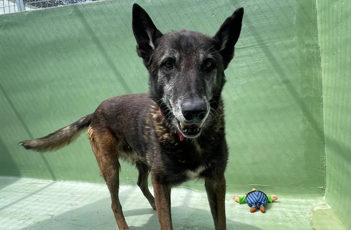 Toutoune, male Belgian Malinois for adoption at SPA Plouhinec, Plouhinec