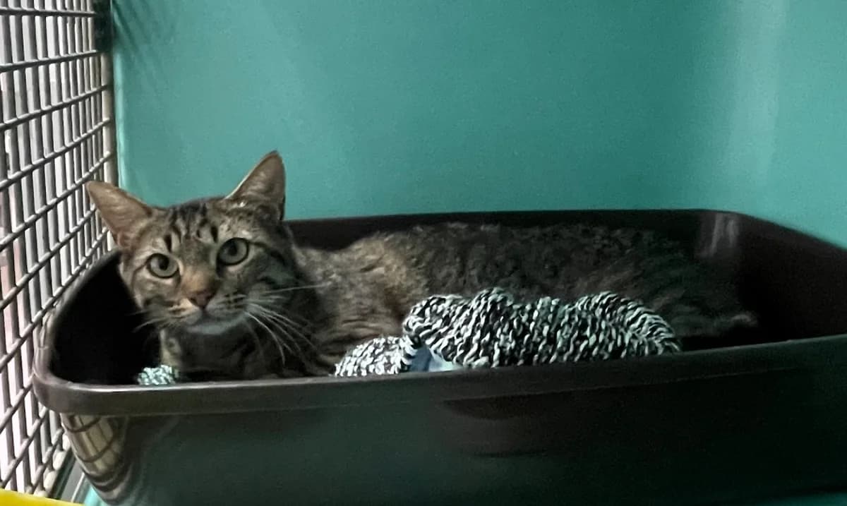 Calypso, female 5yo Mixed Breed for adoption at SPA Plouhinec, Plouhinec