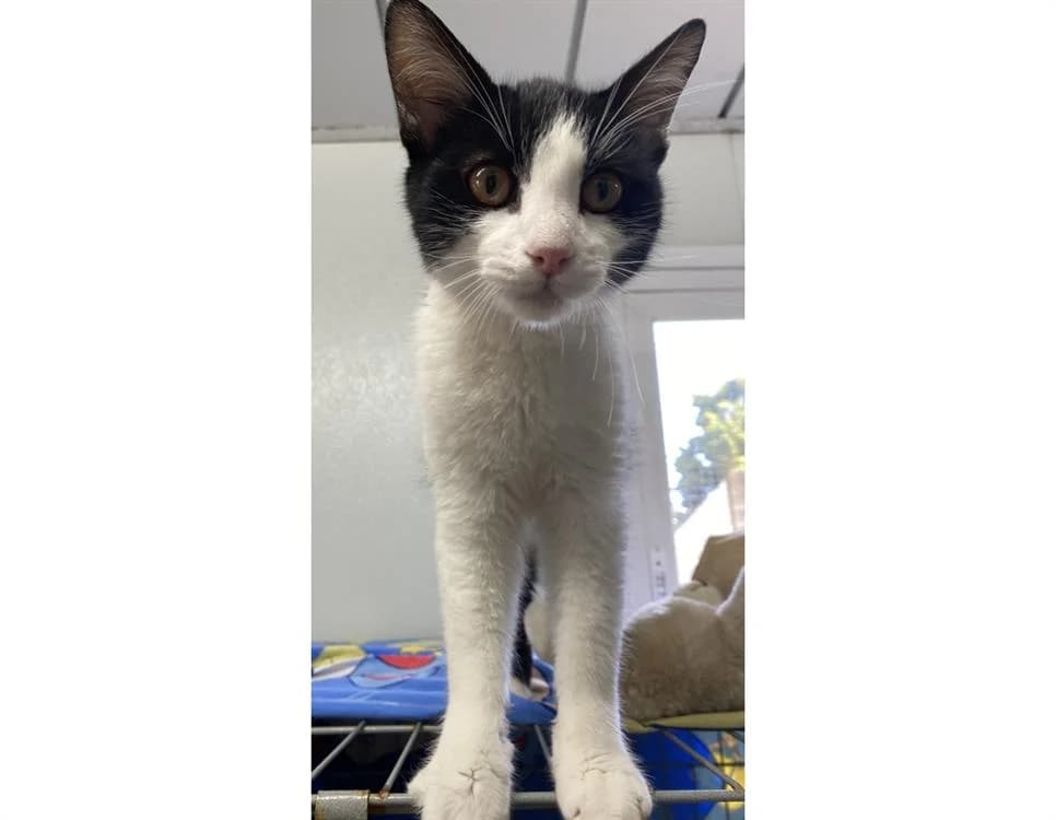 Romuald, male 6yo Mixed Breed for adoption at SPA Plouhinec, Plouhinec