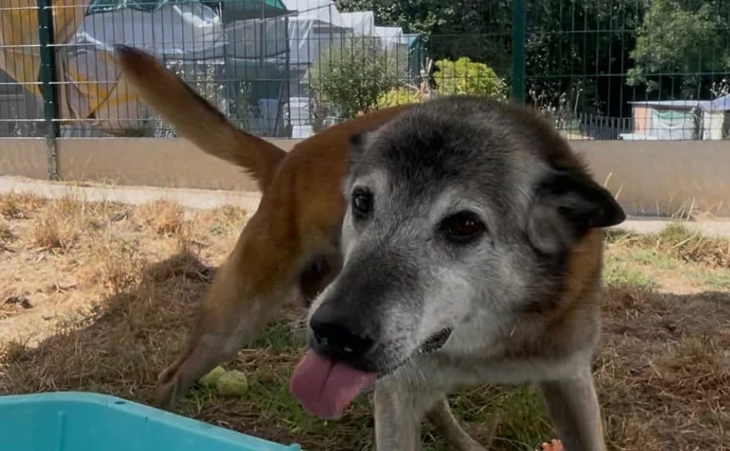 JIGGER, male senior Belgian Malinois for adoption at SPA Plouhinec, Plouhinec