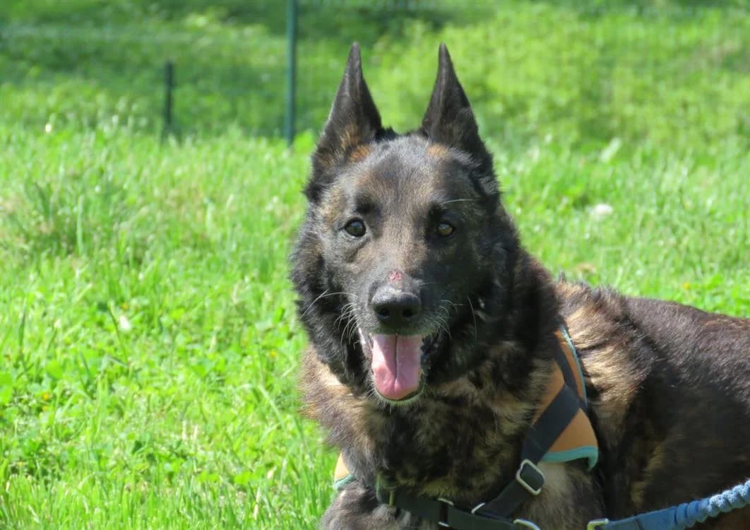 TYSON, male senior Mixed Breed for adoption at SPA Plouhinec, Plouhinec