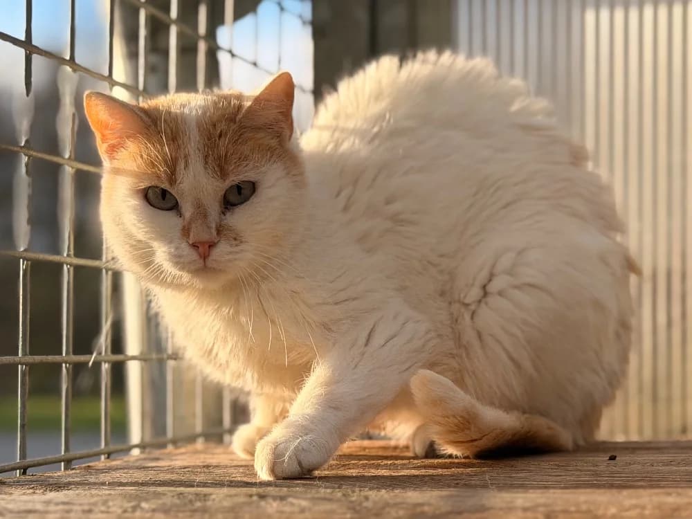 MAGMA, female young mixed breed for adoption at SPA Plouhinec, Plouhinec