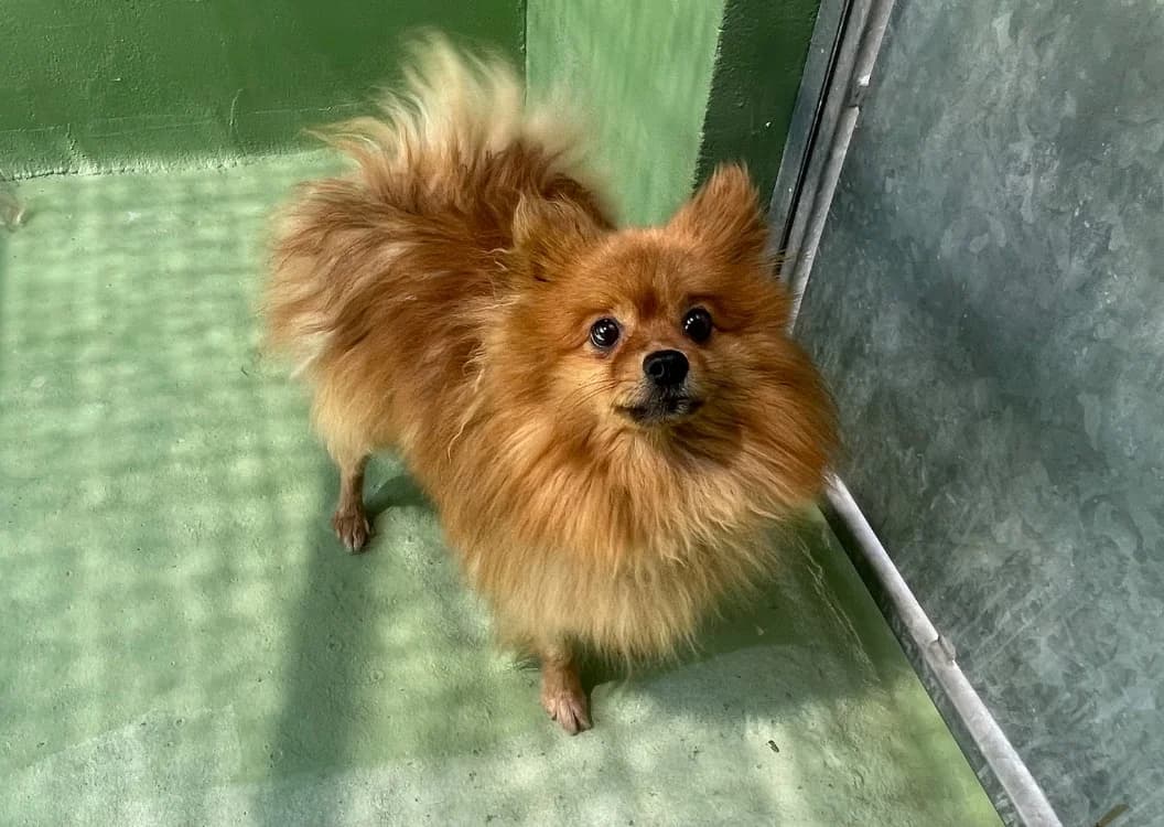 Bobi (en cours d'adoption), male 6yo mixed breed for adoption at SPA Plouhinec, Plouhinec