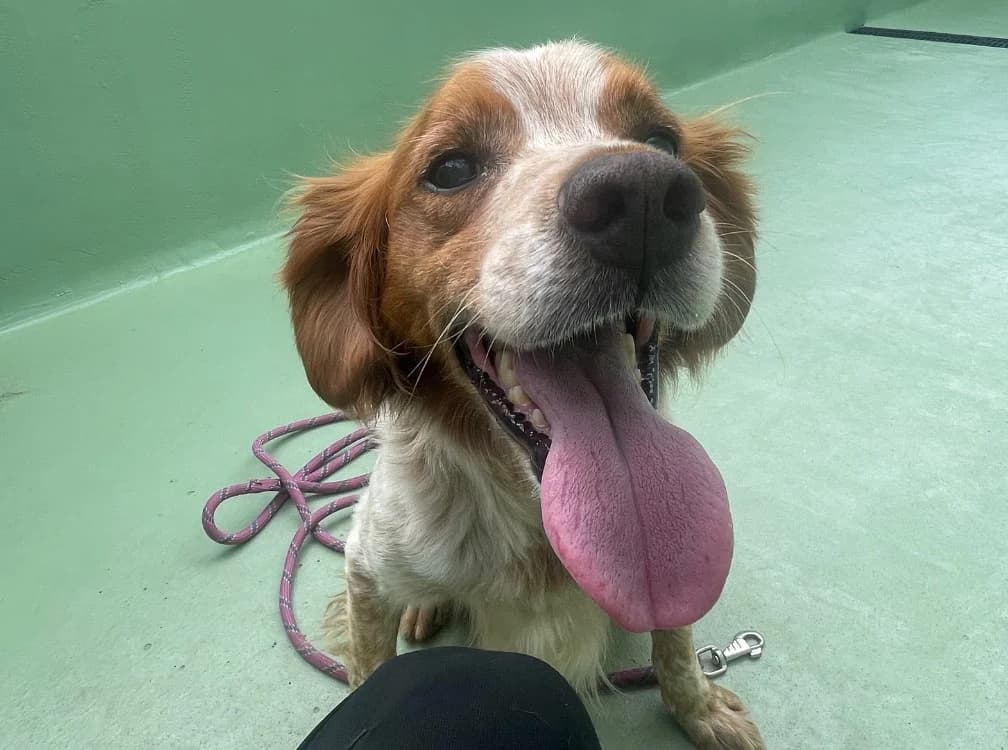 Oscar, male senior Brittany Spaniel for adoption at SPA Plouhinec, Plouhinec
