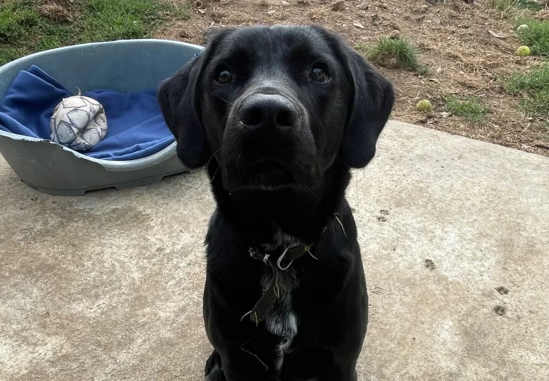 COYOTE, male young Labrador Retriever for adoption at SPA Plouhinec, Plouhinec