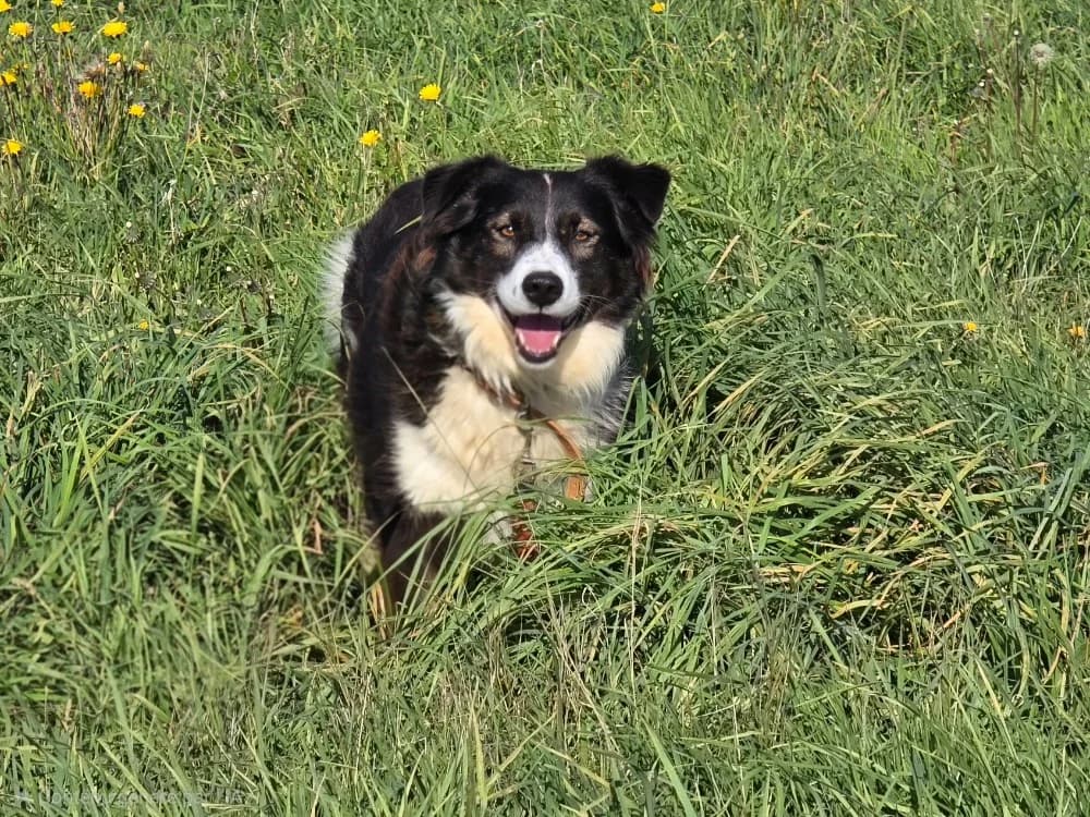 Hope, male 7yo Mixed Breed for adoption at SPA Plouhinec, Plouhinec