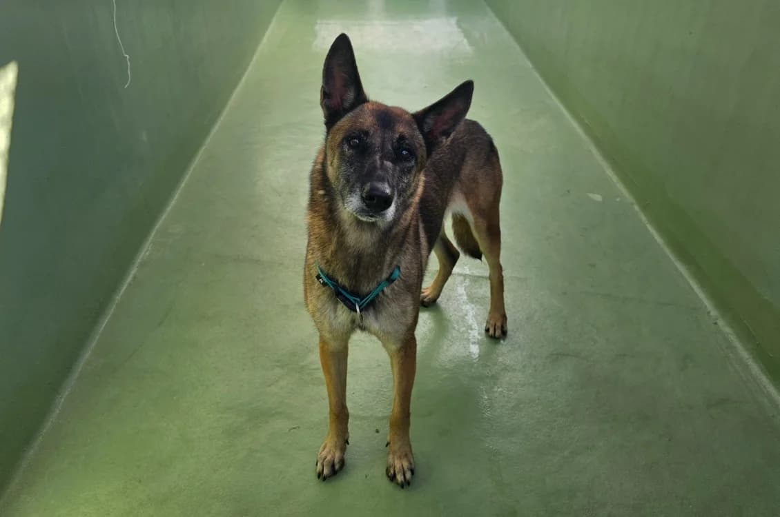 Maya, female senior Belgian Malinois for adoption at SPA Plouhinec, Plouhinec
