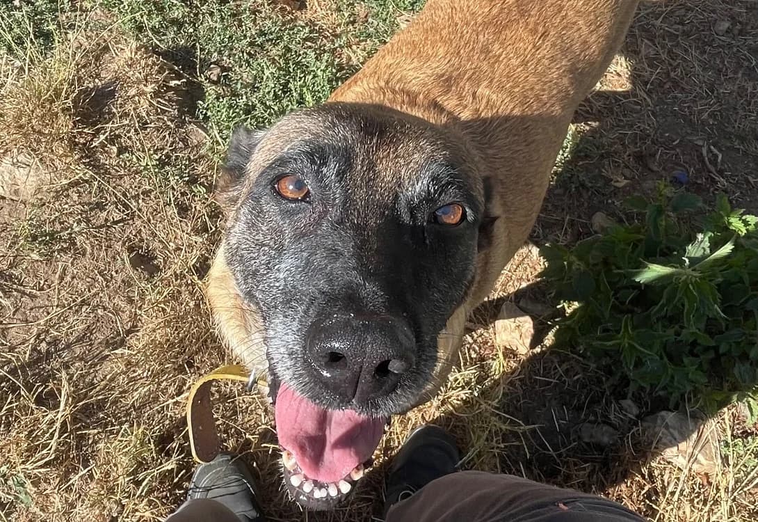Nazca, female senior Belgian Malinois for adoption at SPA Plouhinec, Plouhinec