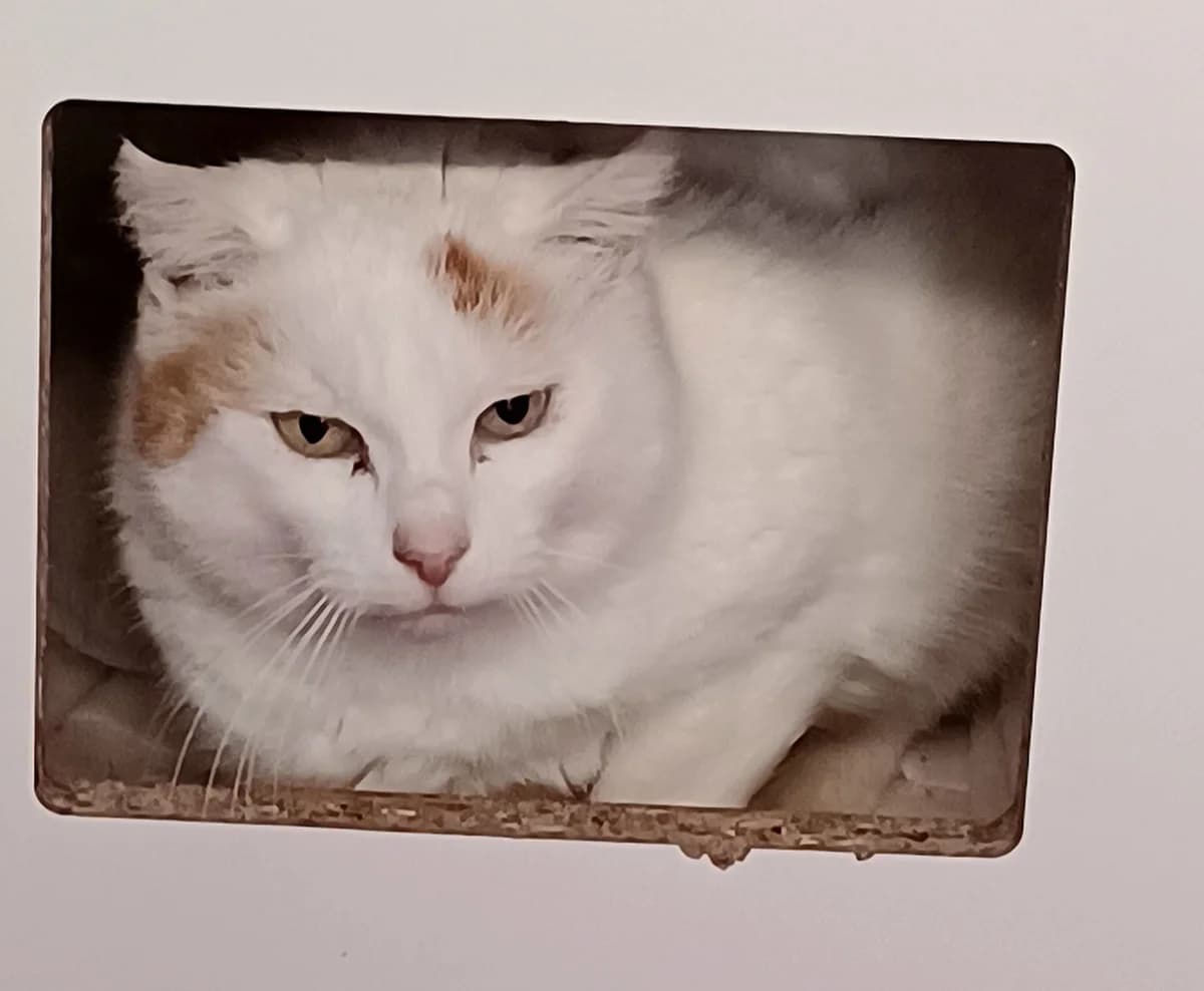 MANDY, tricolore female senior European Shorthair for adoption at SPA Poitiers, Poitiers