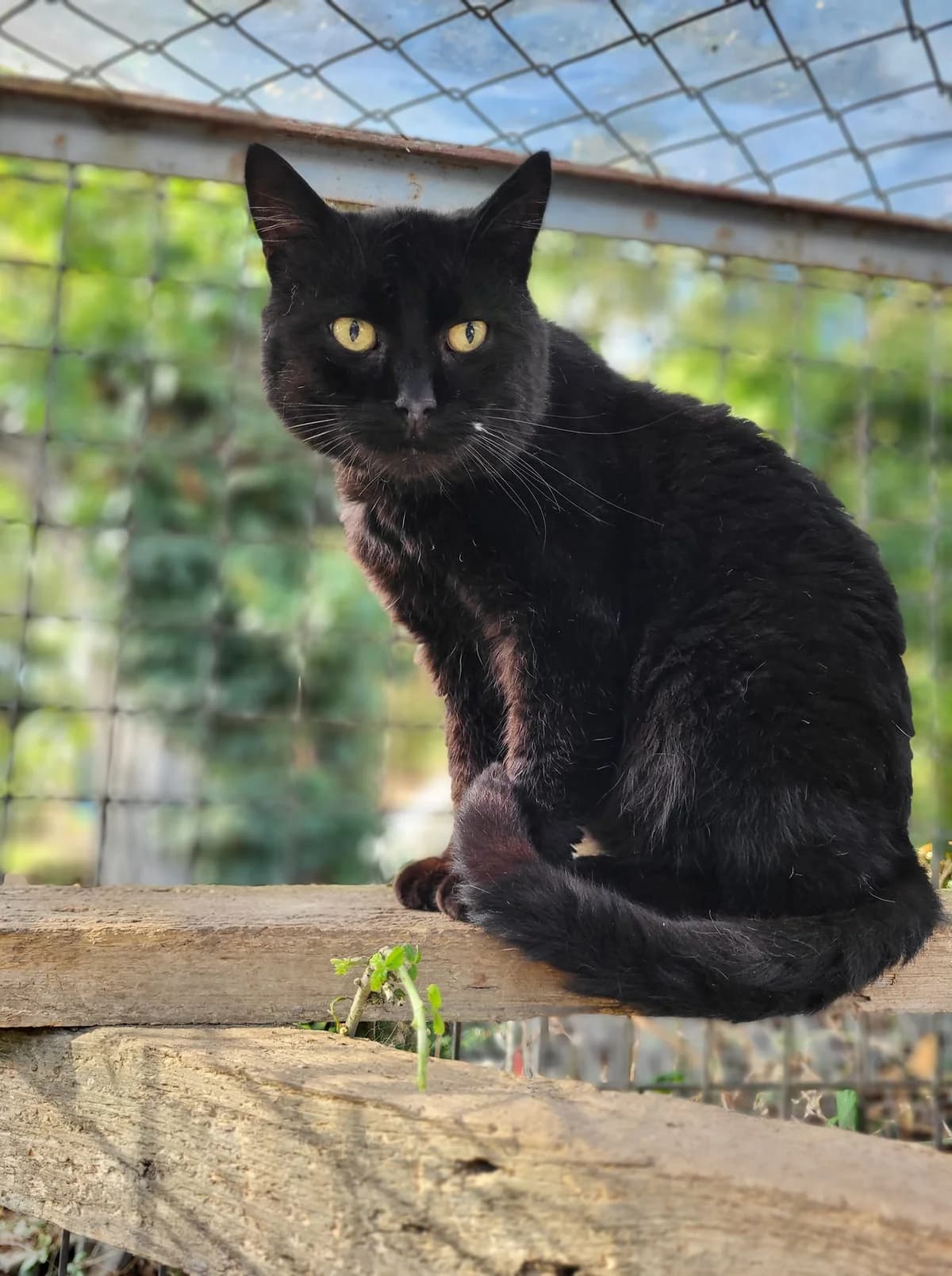 LORIEN, noir male European Shorthair for adoption at SPA Poitiers