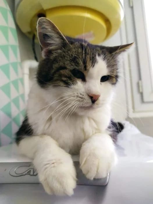 DENVER, tigré gris blanc male senior European Shorthair for adoption at SPA Poitiers, Poitiers
