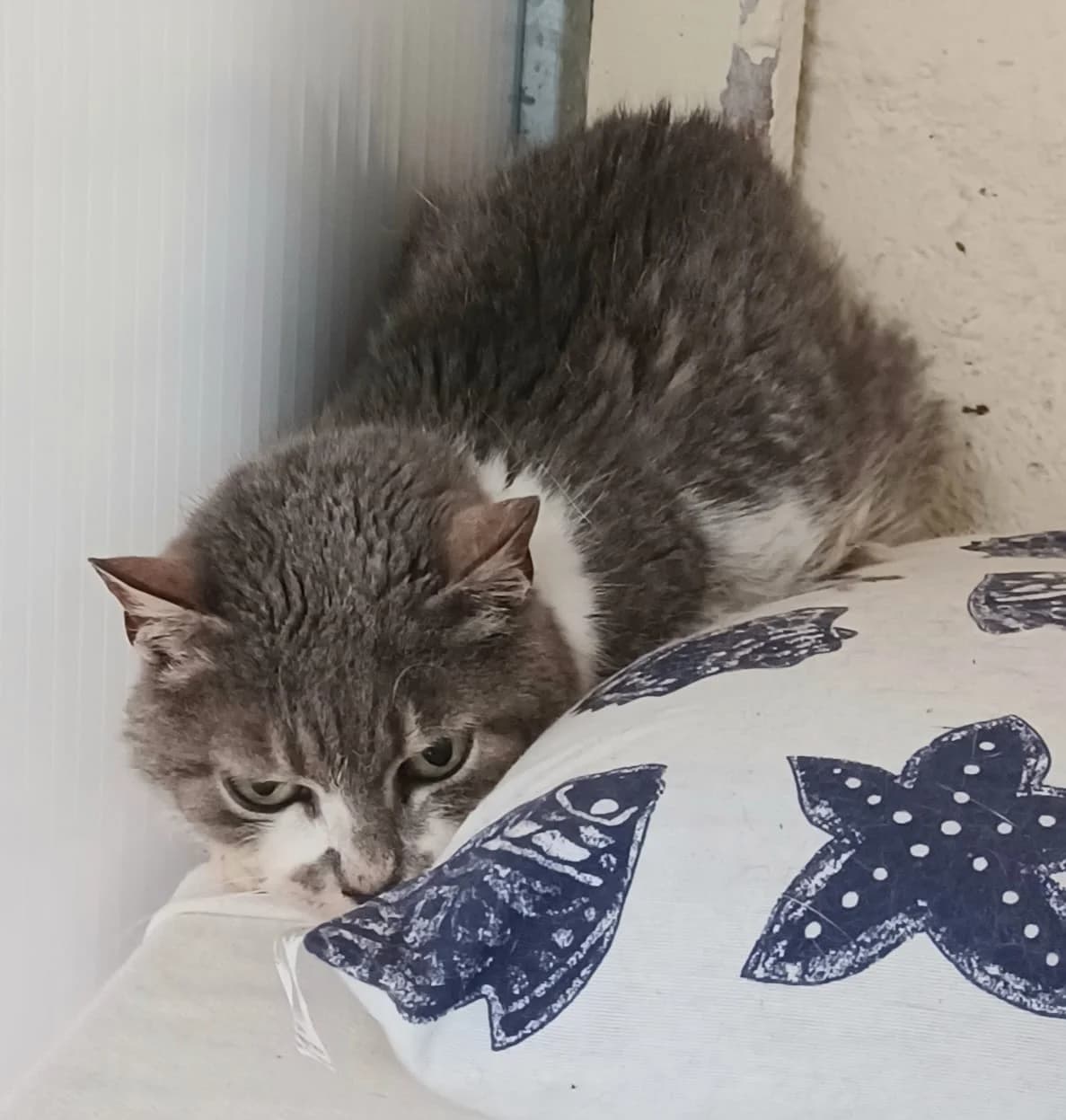 LUNE, tigré blanc female European Shorthair for adoption at SPA Poitiers