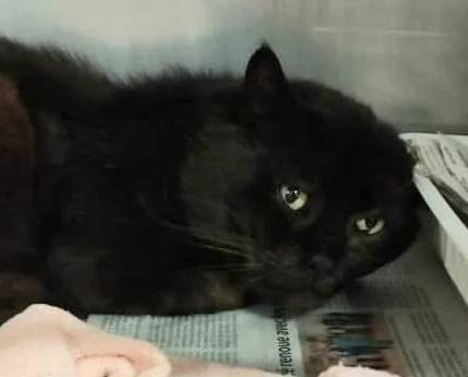 SOPRANO, noir male European Shorthair for adoption at SPA Poitiers