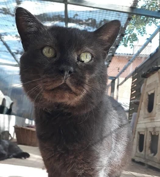 NOXI, noir male senior European Shorthair for adoption at SPA Poitiers, Poitiers