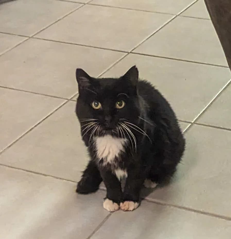 MARIVI, noir et blanc female European Shorthair for adoption at SPA Poitiers