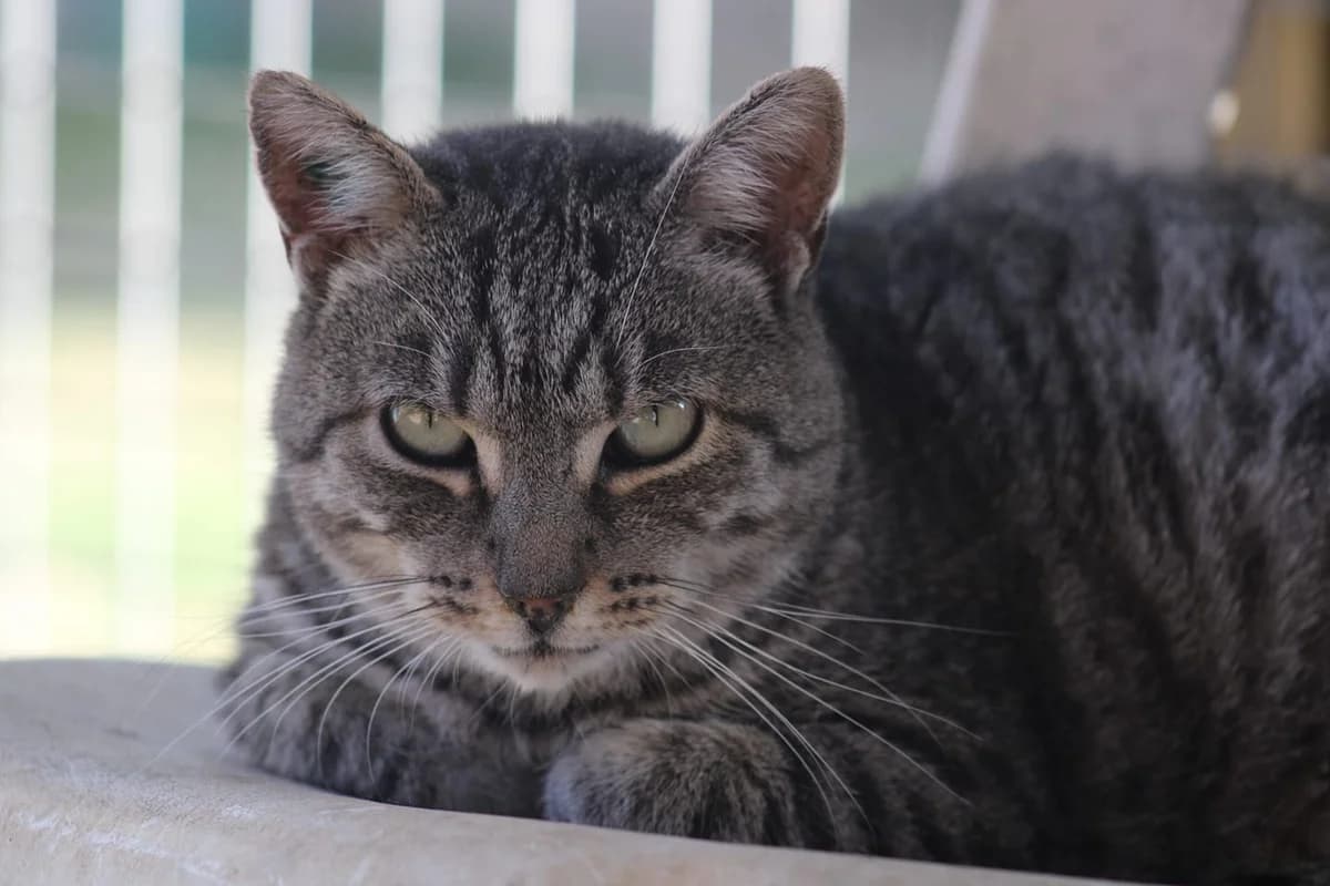 SANIO, tigré gris male senior European Shorthair for adoption at SPA Poitiers, Poitiers