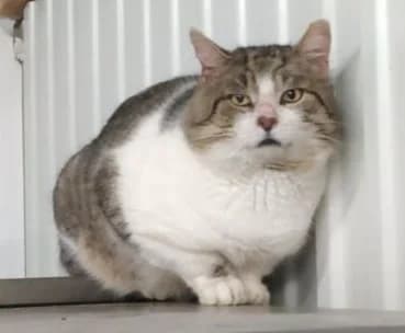 OTHELLO, Tabby gris blanc male 6yo European Shorthair for adoption at SPA Poitiers, Poitiers