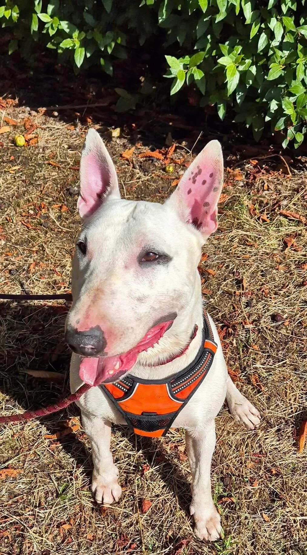 ROCKY, male Mixed Breed for adoption at SPA Poitiers