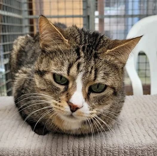 CASSIA, tigré blanc female 4yo European Shorthair for adoption at SPA Poitiers, Poitiers