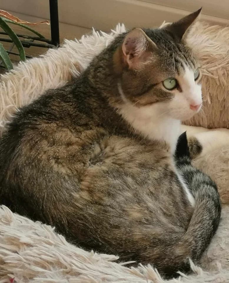 MELUSIN, blanc male European Shorthair for adoption at SPA Poitiers