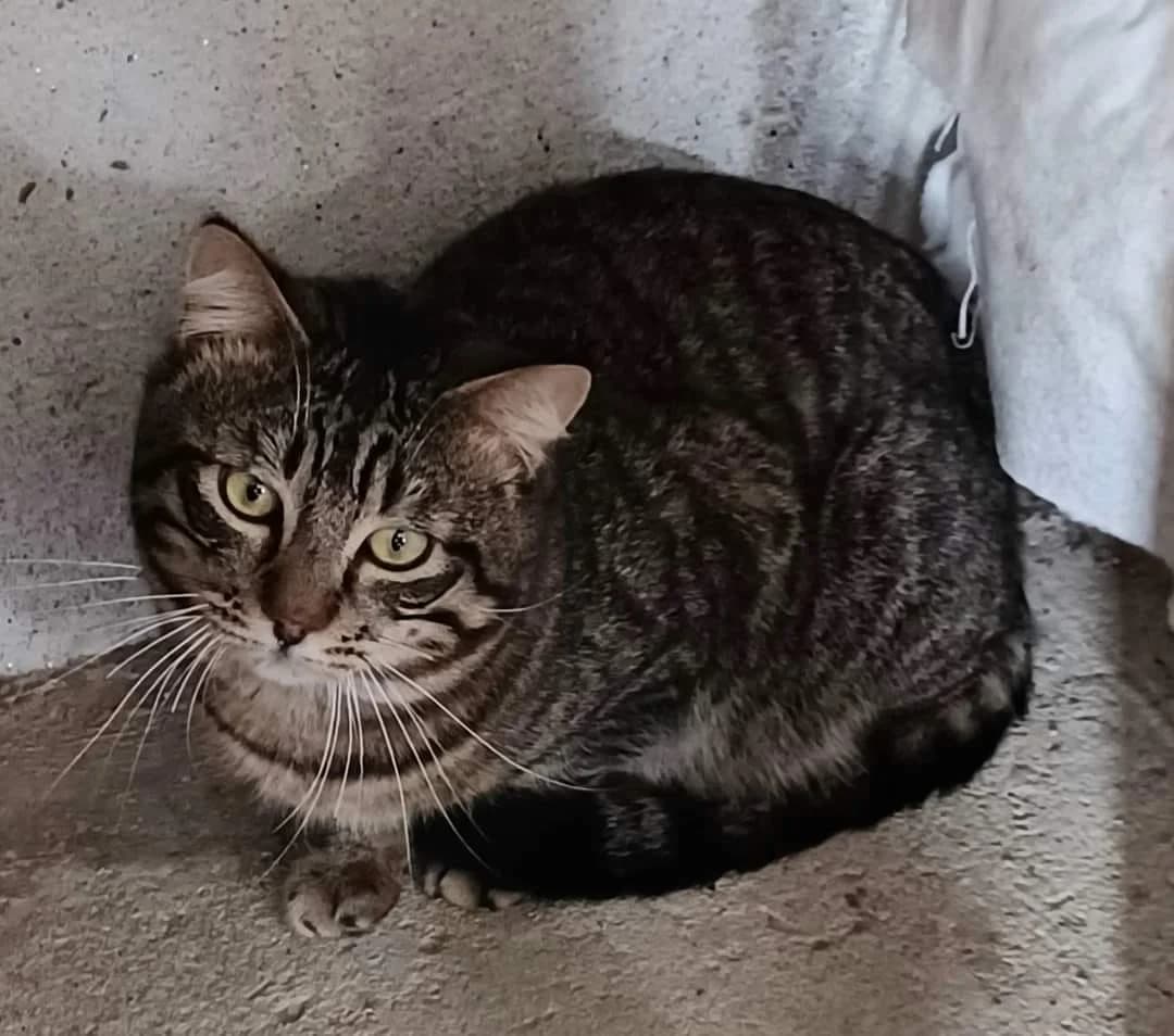 ZORRO, tigré gris male European Shorthair for adoption at SPA Poitiers