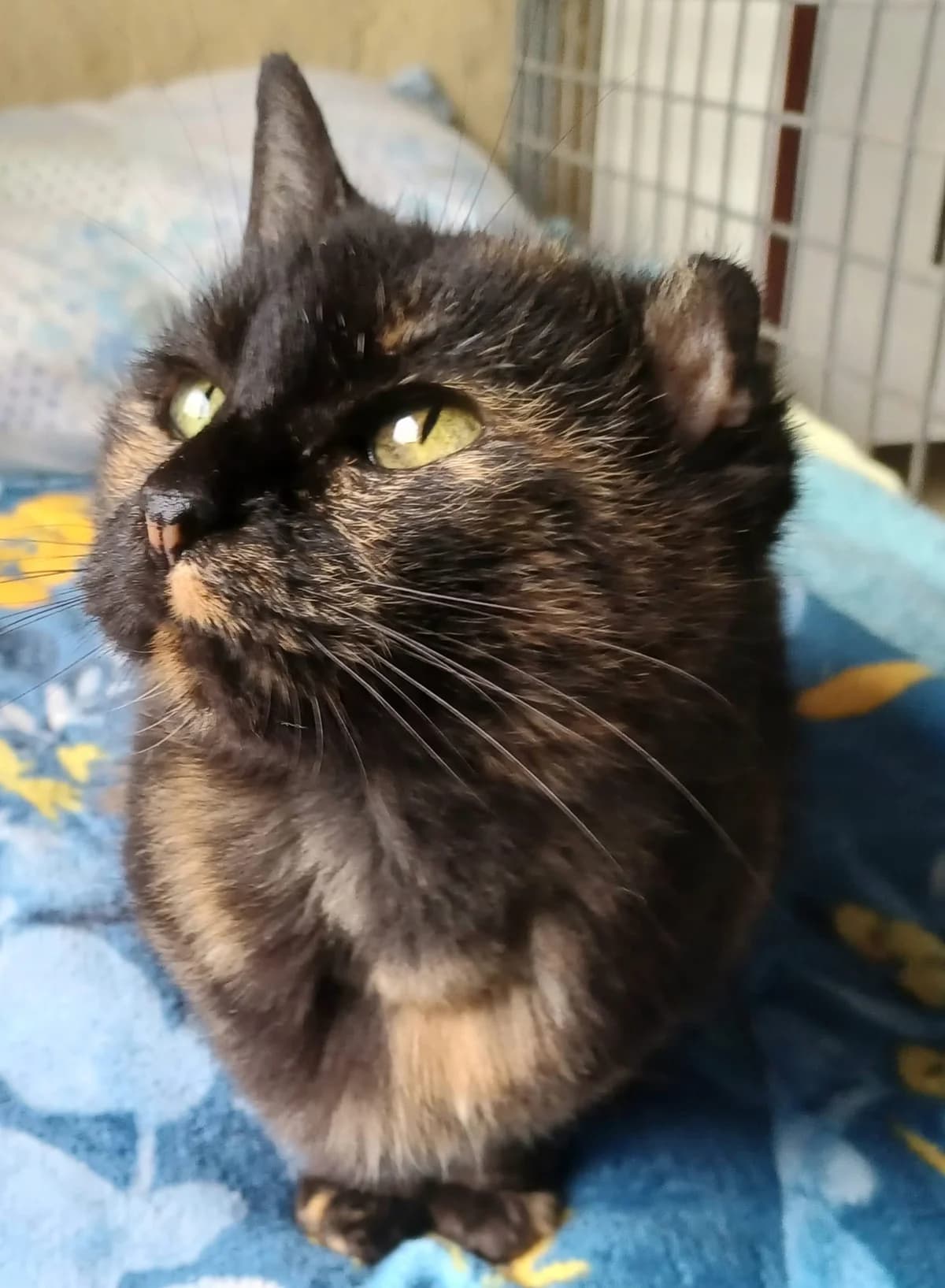 TIYI, écaille de tortue female European Shorthair for adoption at SPA Poitiers